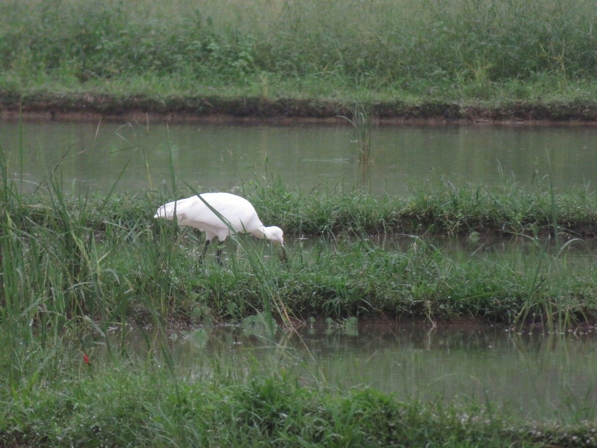 白琵鷺 - ML384639681