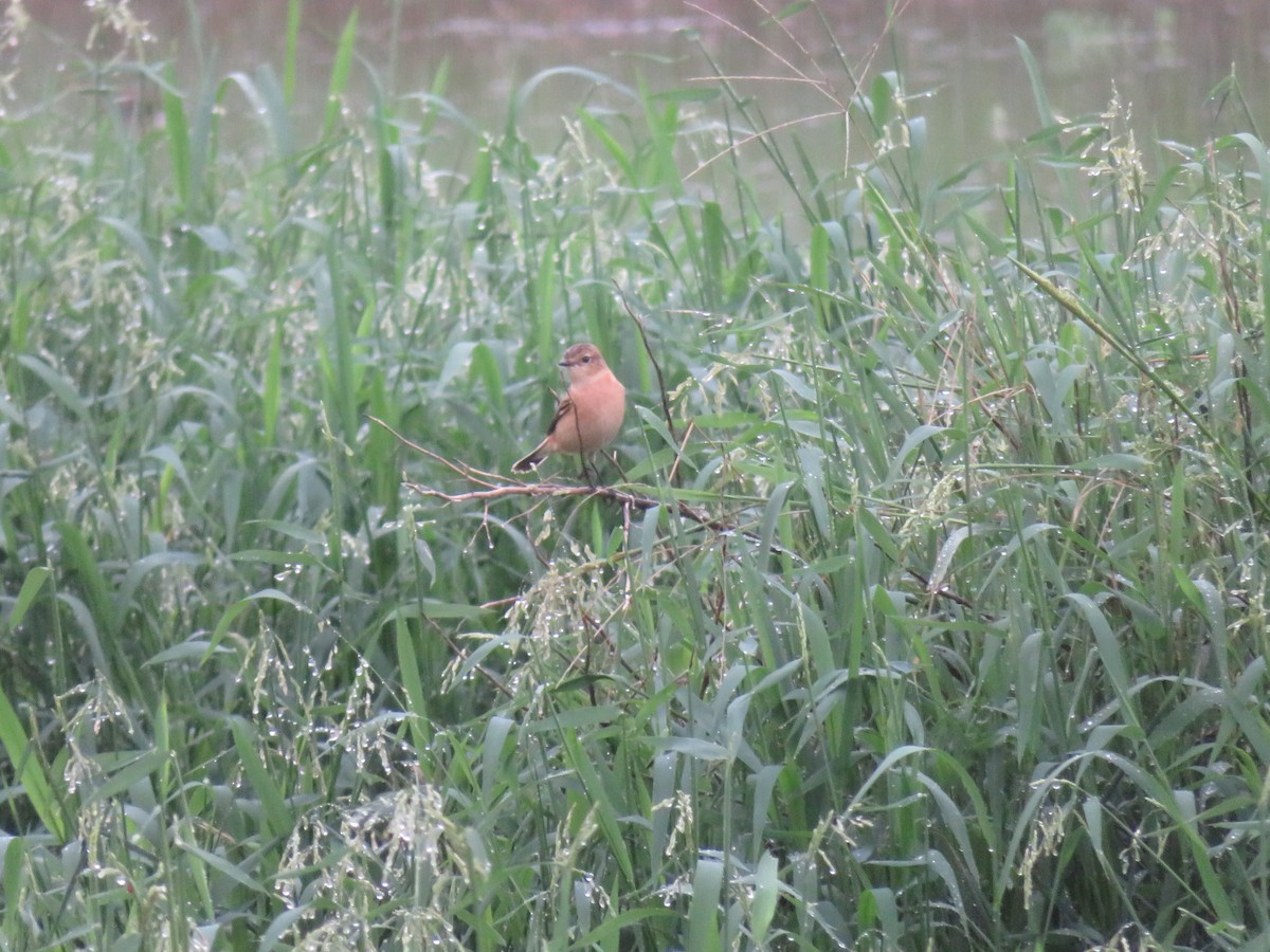 黑喉鴝 - ML384639791