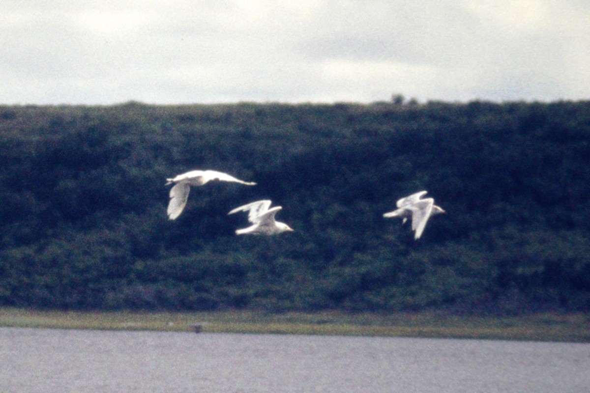 Glaucous Gull - ML384640441