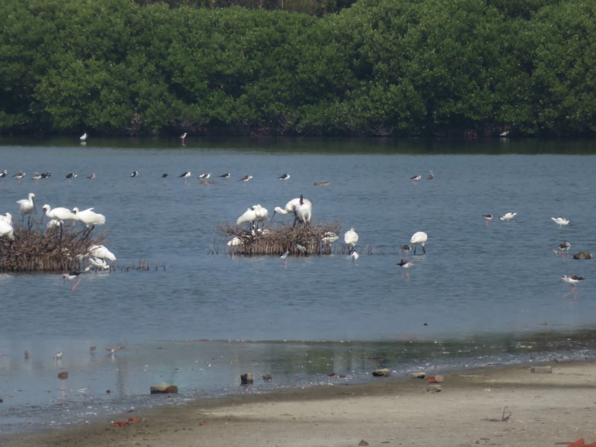 埃及聖䴉 - ML384640861