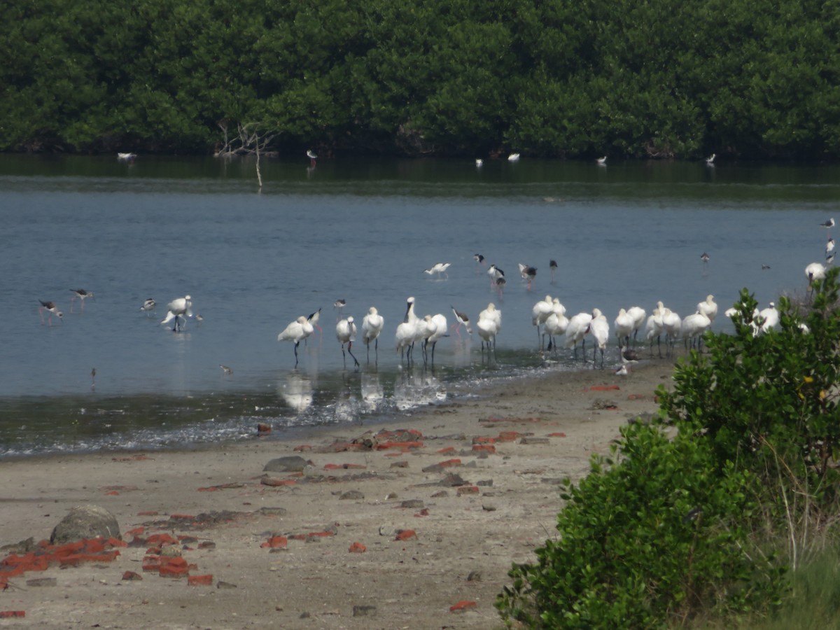 黑面琵鷺 - ML384640881