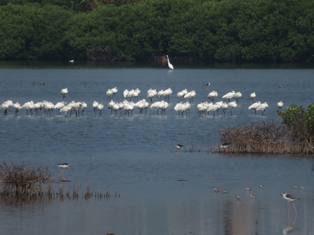黑面琵鷺 - ML384640901