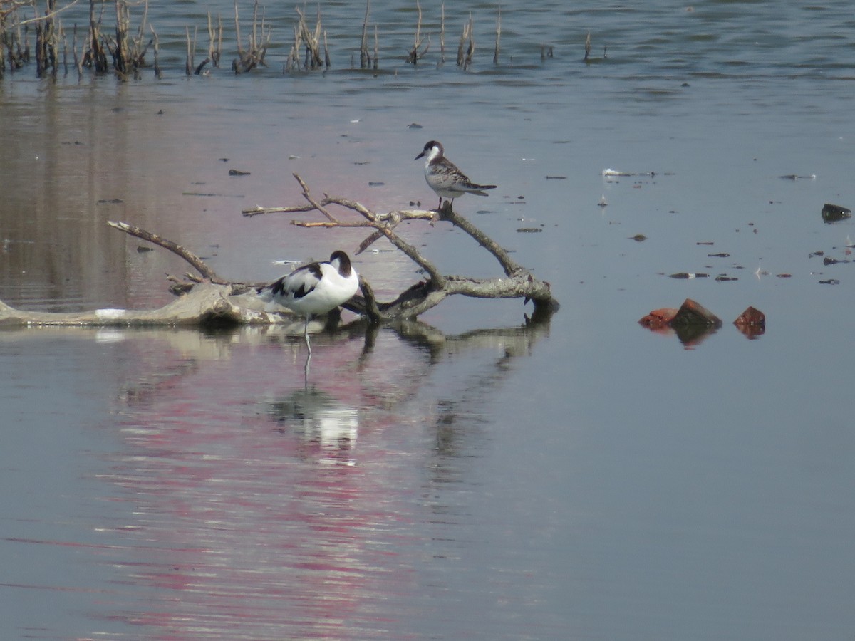 反嘴鴴 - ML384640911