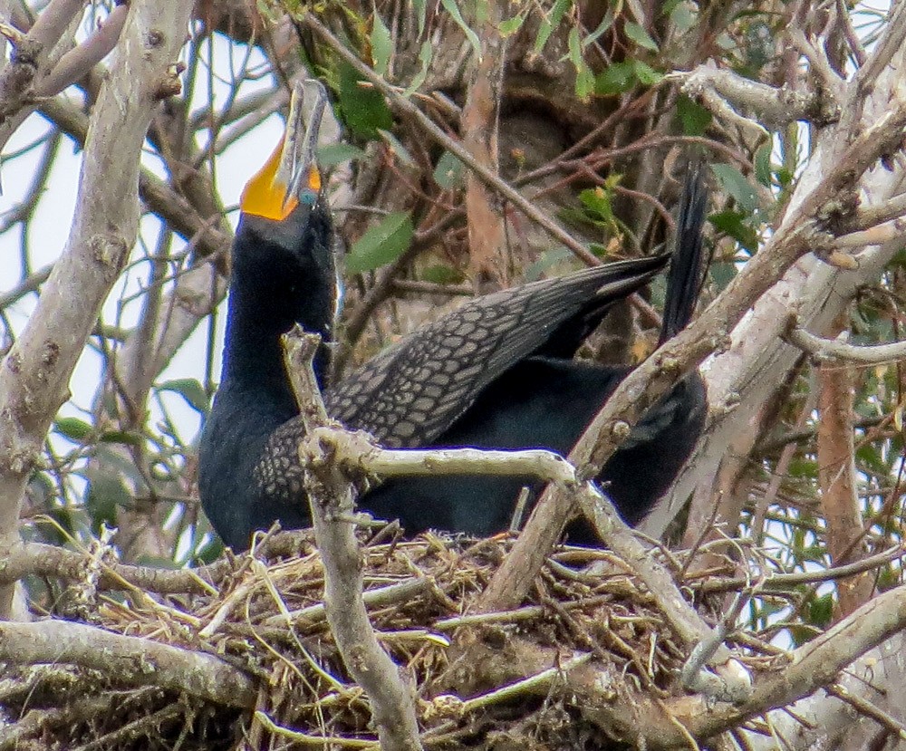 Double-crested Cormorant - Teresa Connell