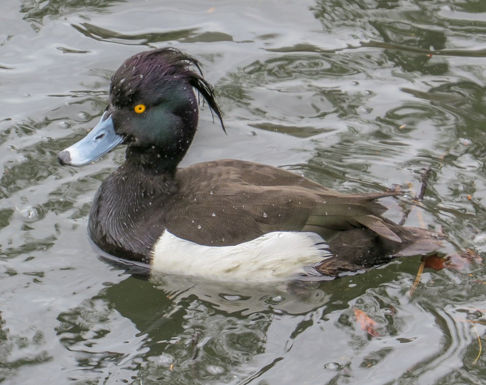 Tufted Duck - Teresa Connell