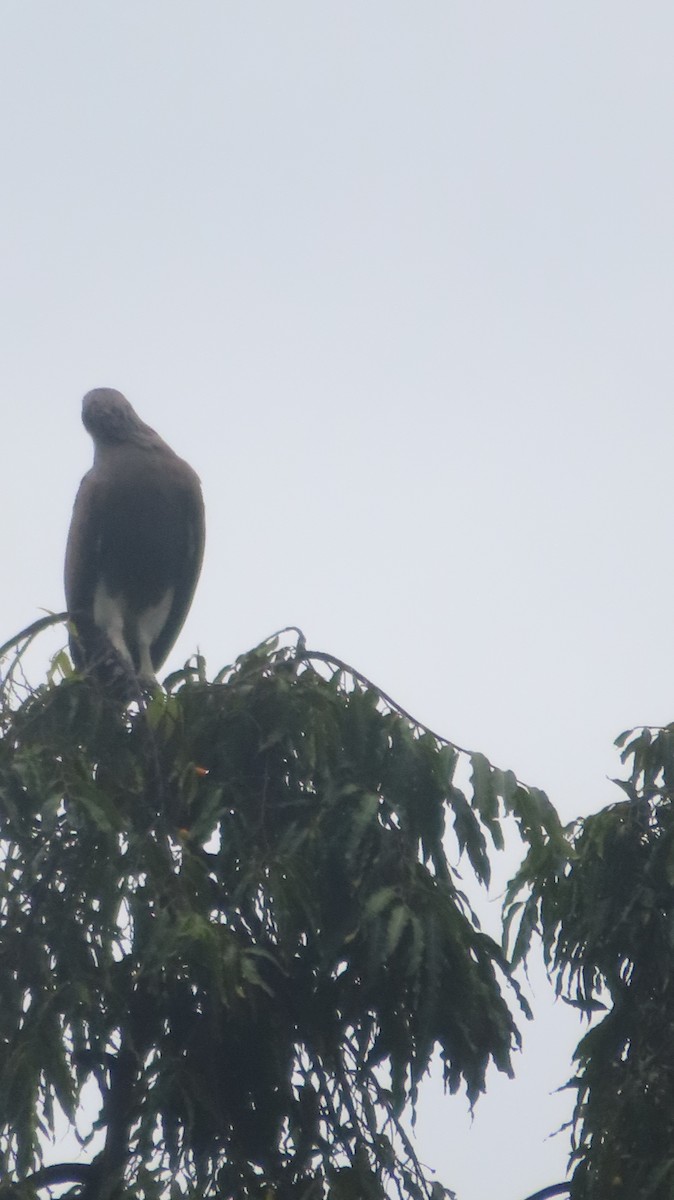 Braunschwanz-Seeadler - ML384642351