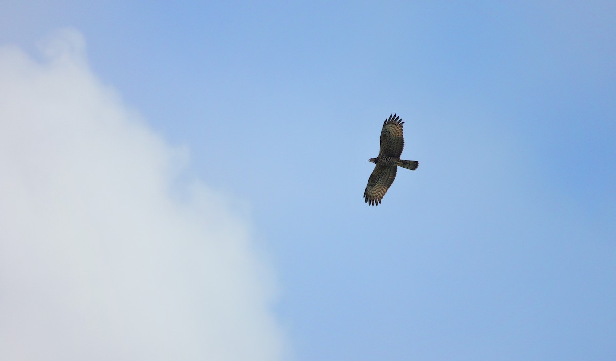 Oriental Honey-buzzard - ML384642571