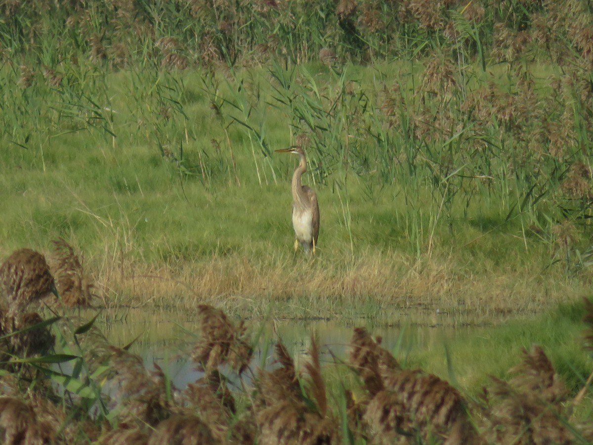 紫鷺 - ML384642601