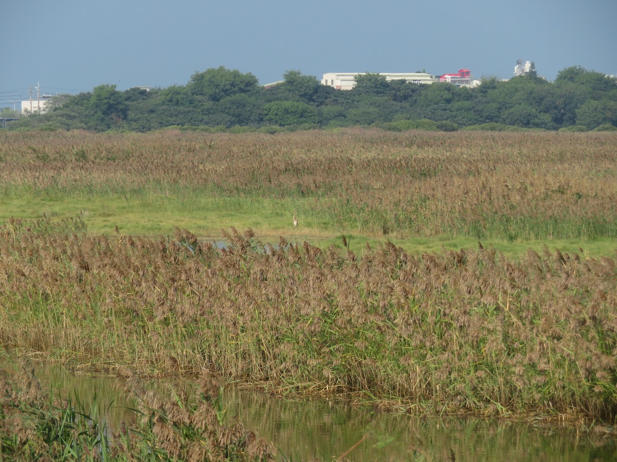 紫鷺 - ML384642611