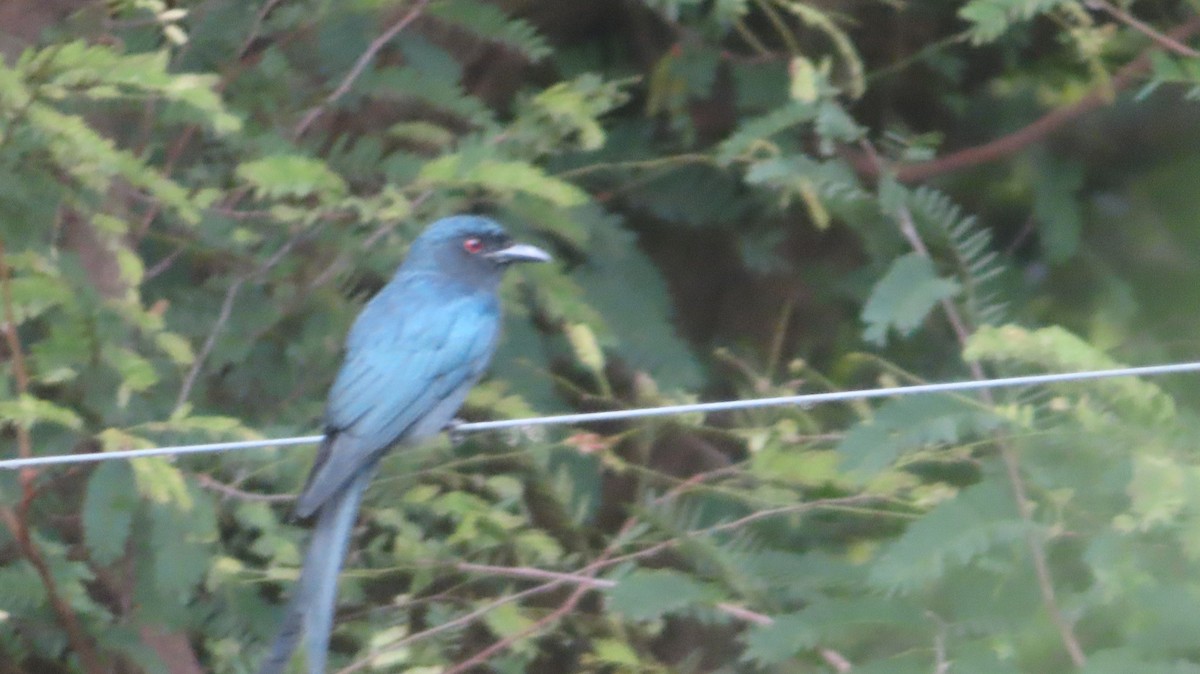 Ashy Drongo - ML384644081