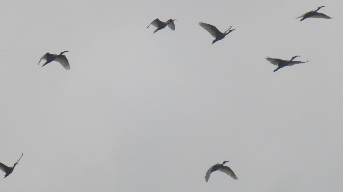 Black-headed Ibis - ML384645211