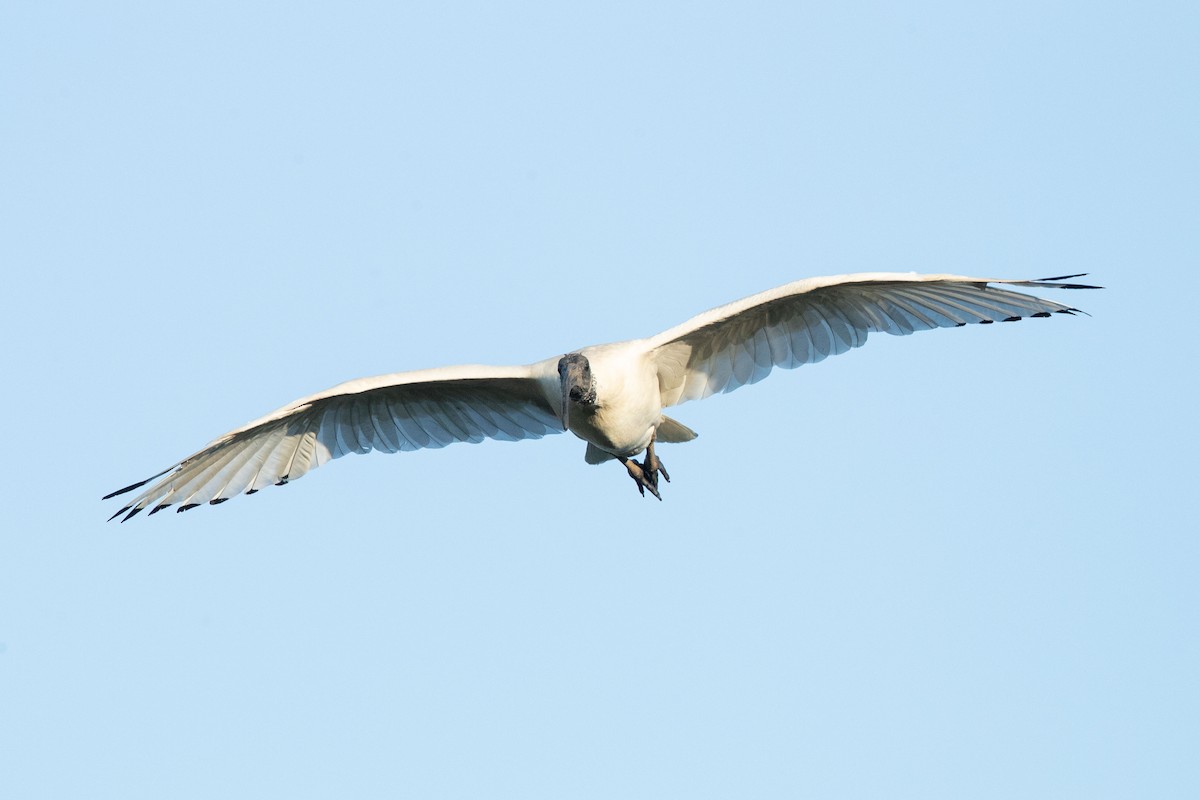 Australian Ibis - Chris Murray