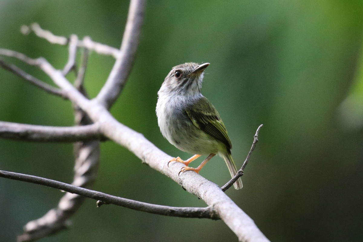 White-bellied Pygmy-Tyrant - Fabrice Schmitt