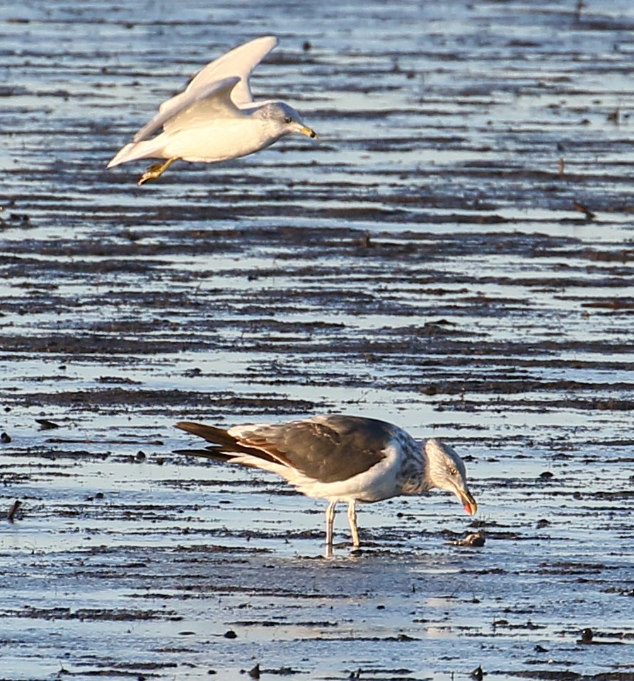 Lesser Black-backed Gull - ML384649001