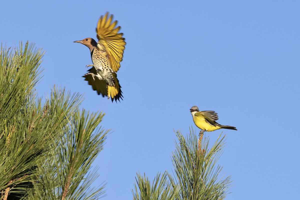 Northern Flicker (Yellow-shafted) - ML384649791