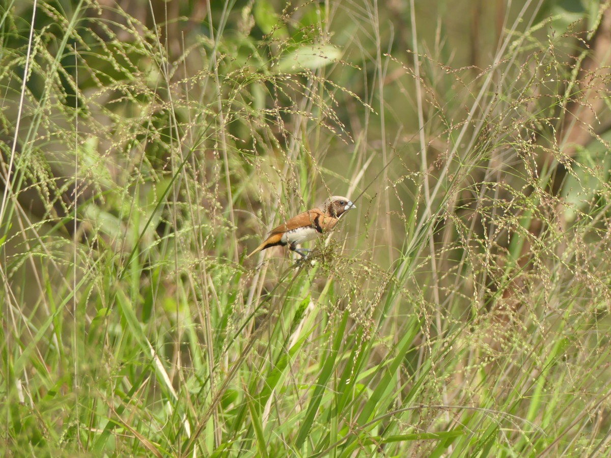 Chestnut-breasted Munia - ML384652361