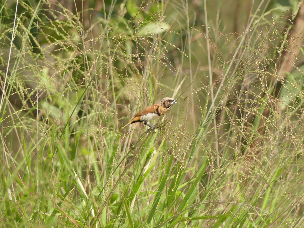 Chestnut-breasted Munia - ML384652391