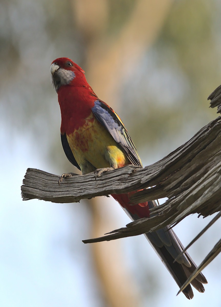 Crimson x Eastern Rosella (hybrid) - Nev Ball