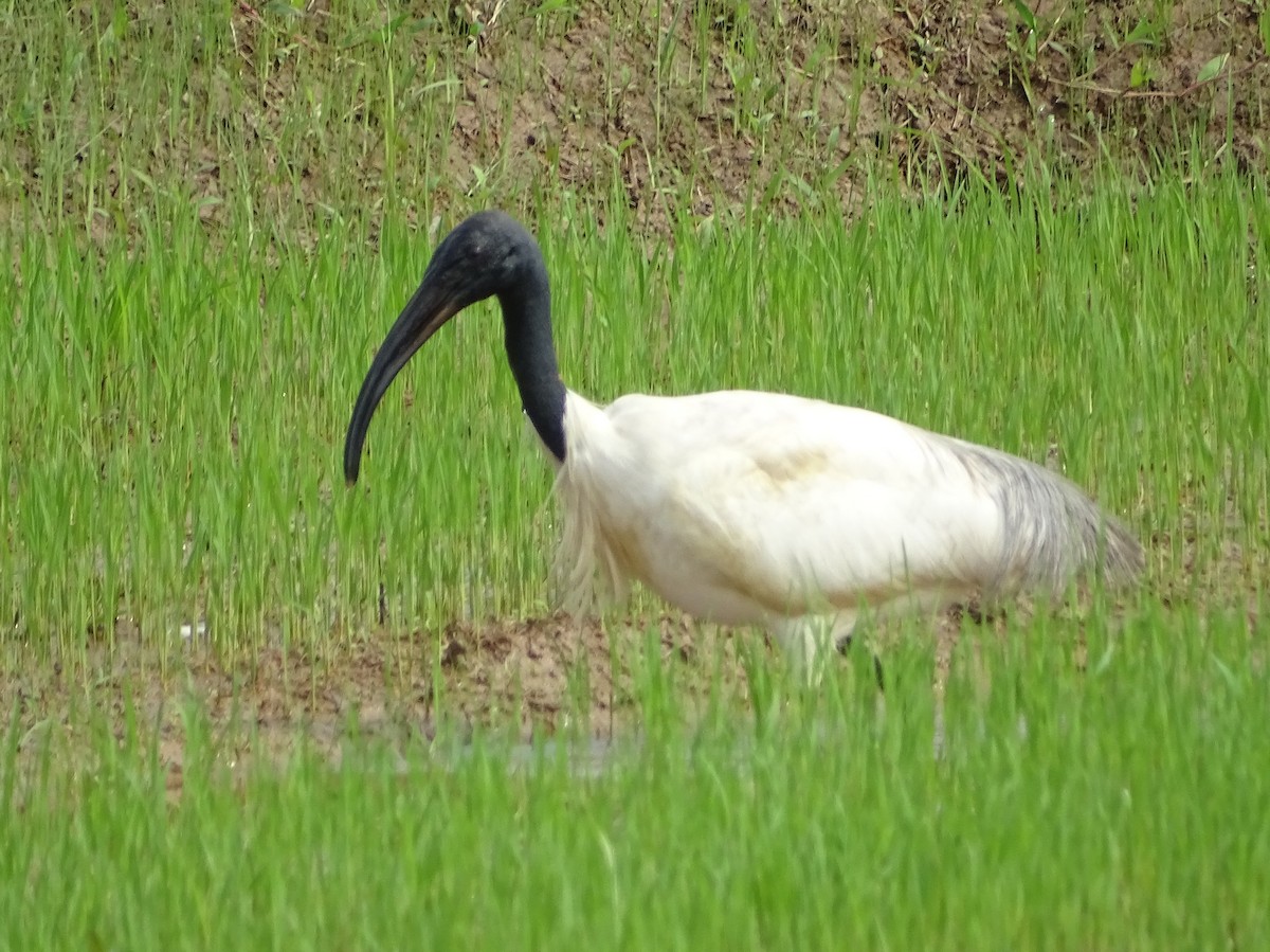 ibis černohlavý - ML384656181