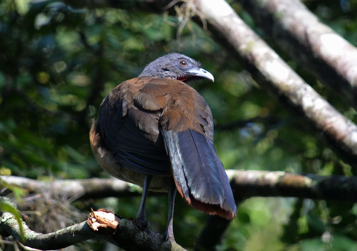 Rufous-vented Chachalaca (Rufous-tipped) - ML384658291