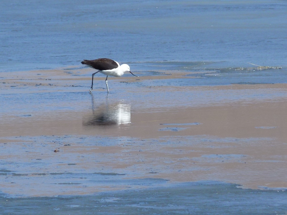 Avoceta Andina - ML384658671