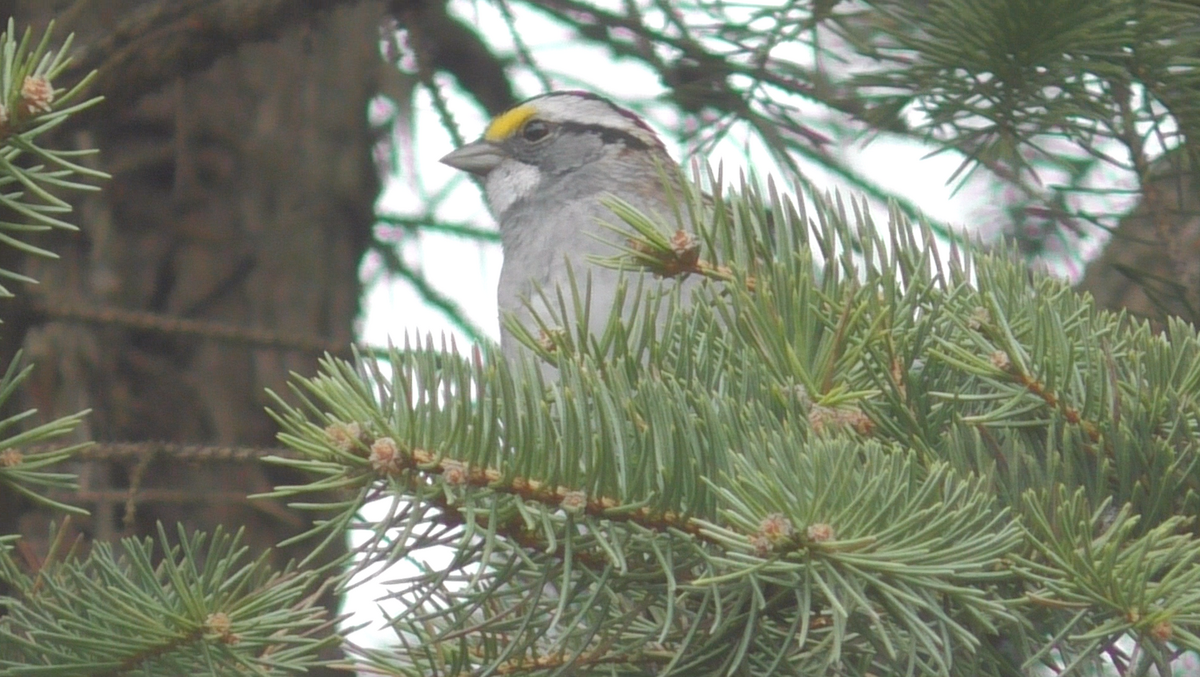 White-throated Sparrow - ML384658791
