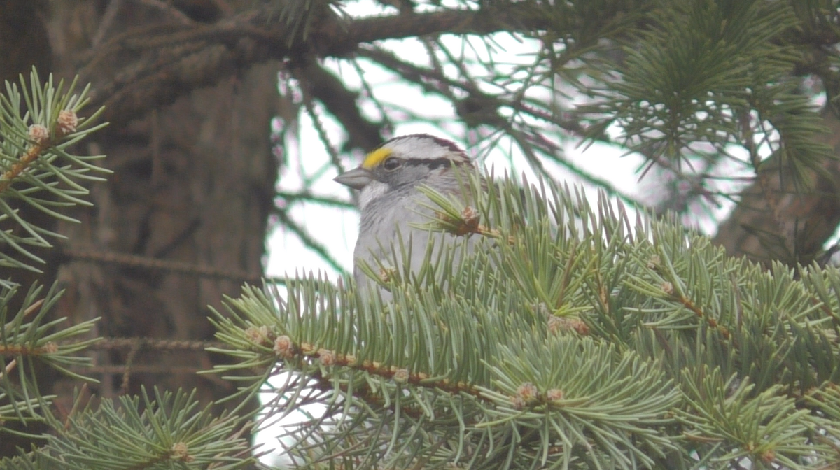 White-throated Sparrow - ML384658811