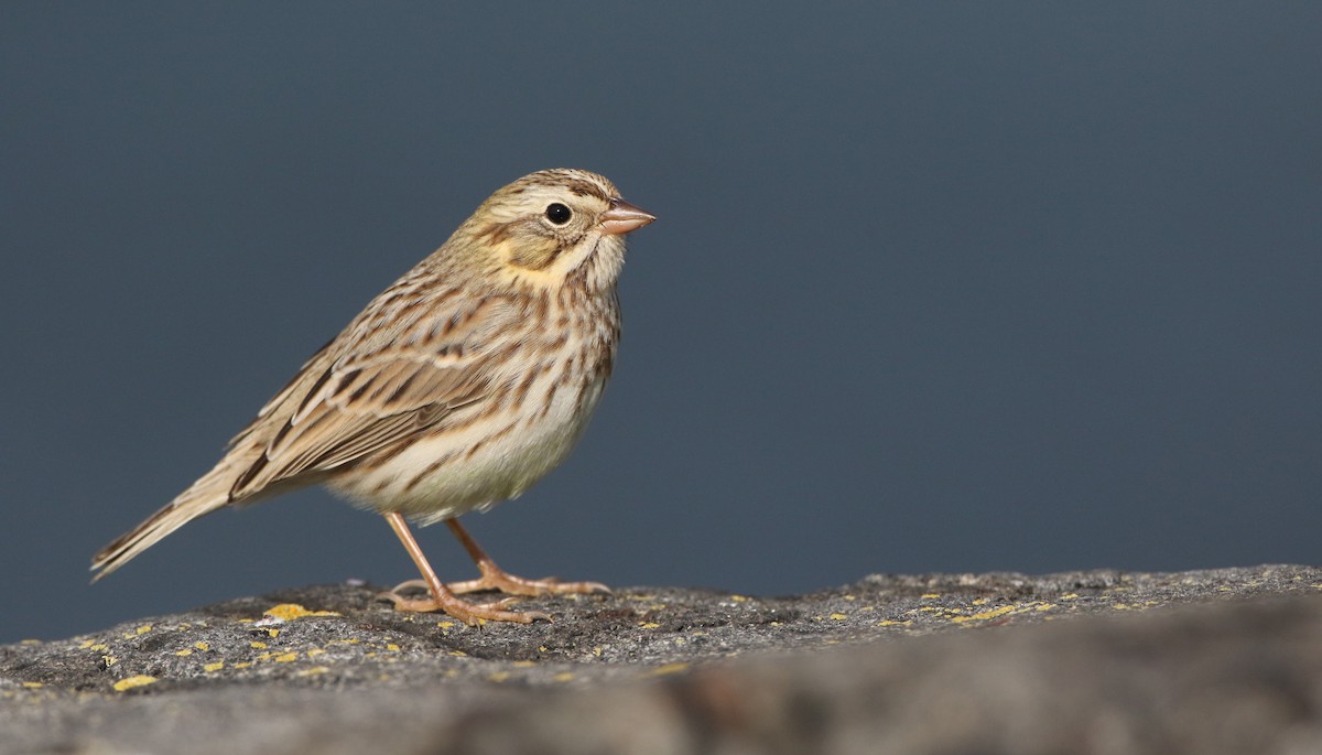 strnadec luční (ssp. princeps) - ML384659241