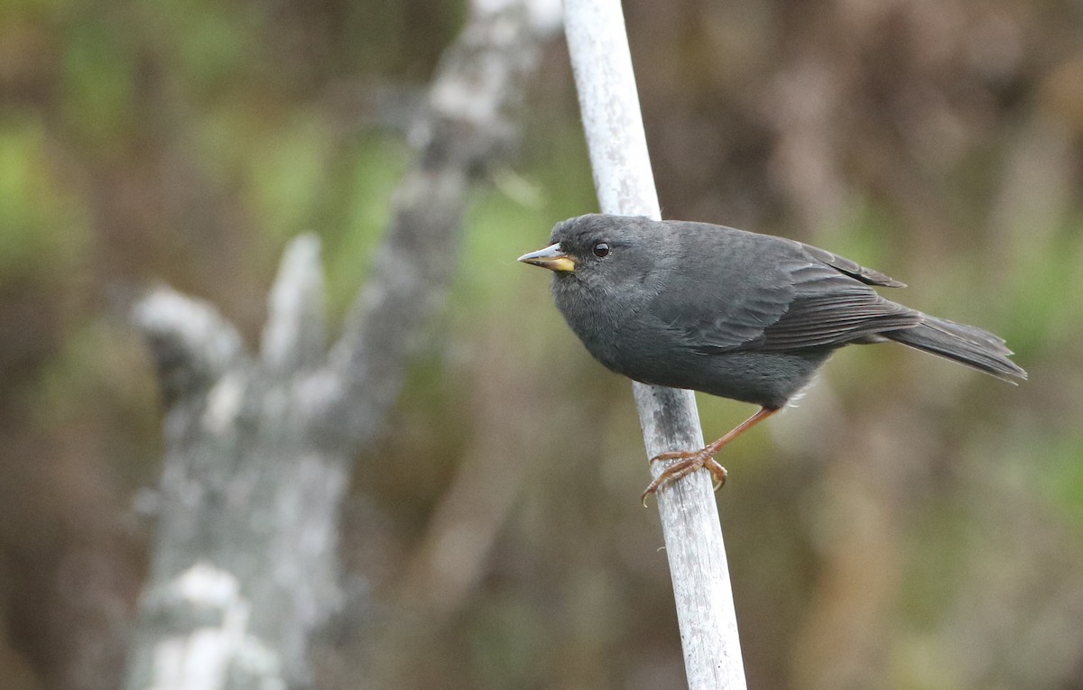 Peg-billed Finch - Luke Seitz