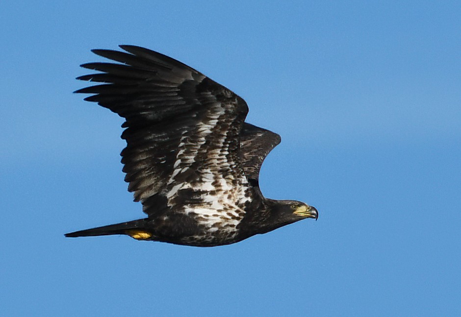 Bald Eagle - ML384660861