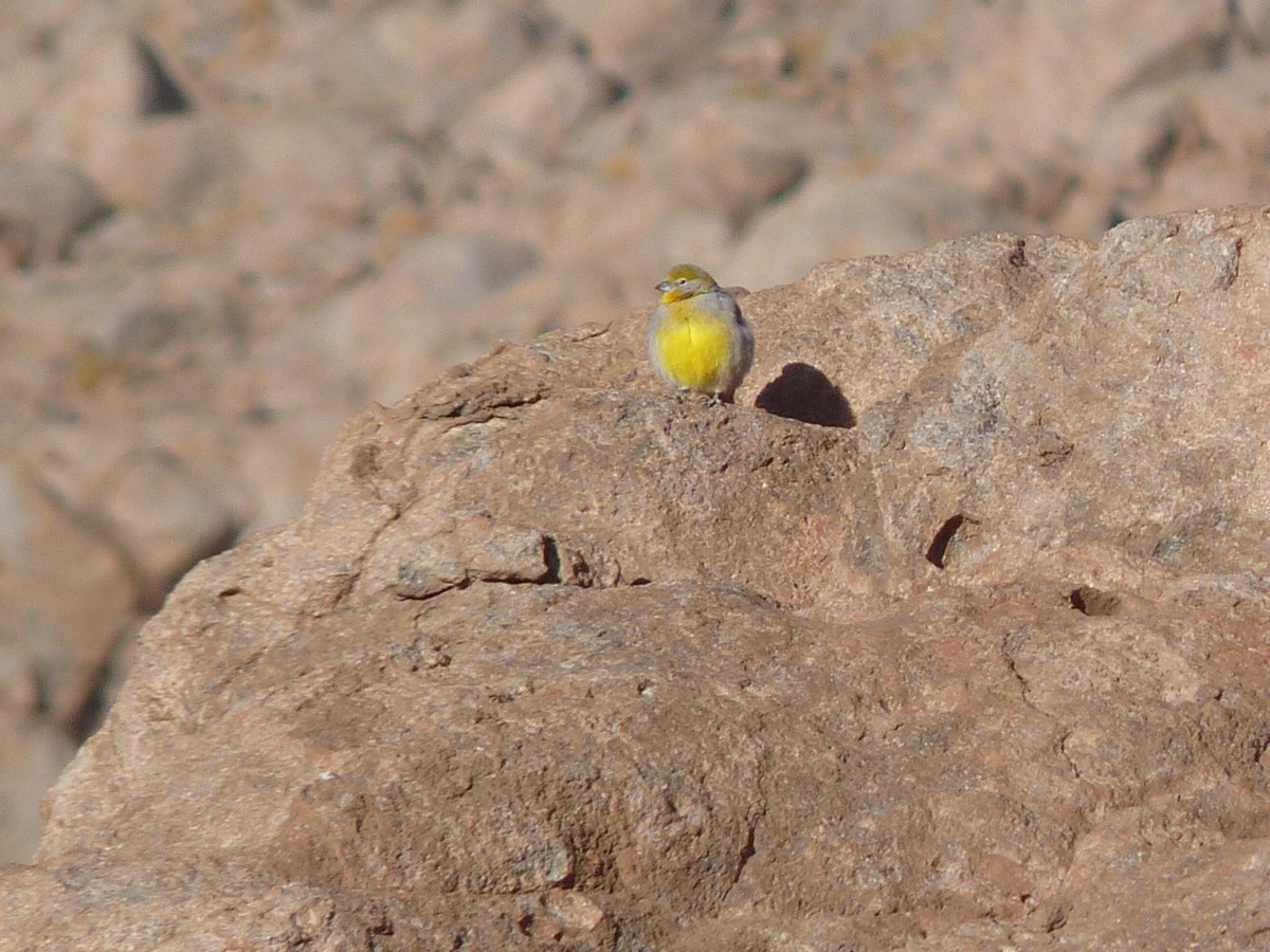 Bright-rumped Yellow-Finch - ML384660911