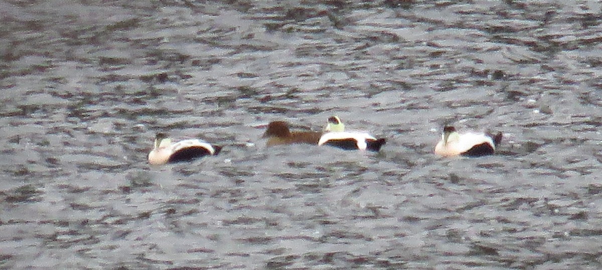 Common Eider - ML38466141