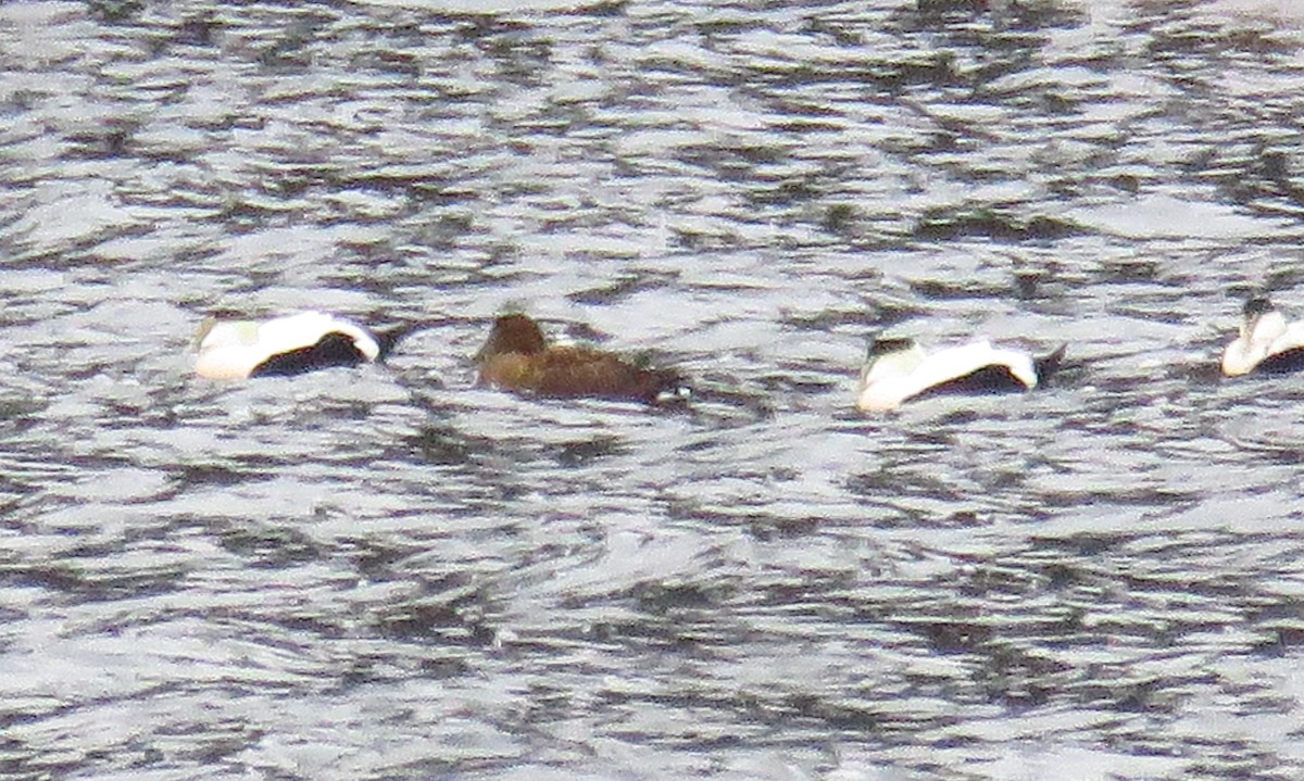 Common Eider - ML38466161