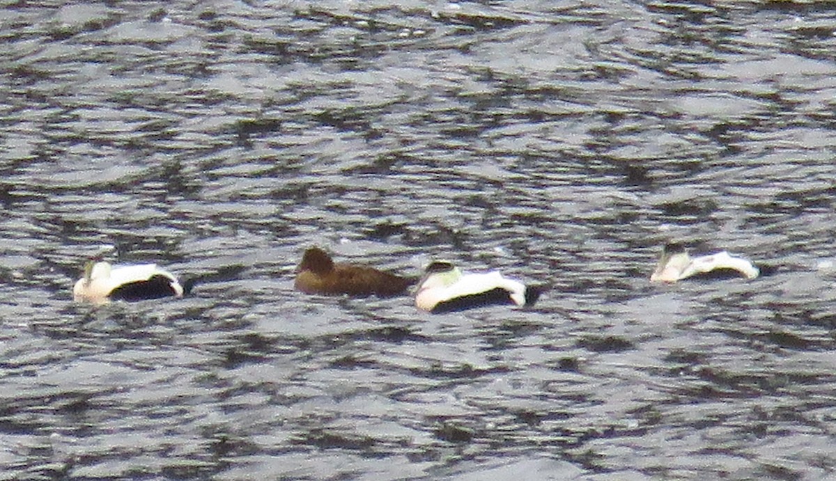 Common Eider - ML38466201