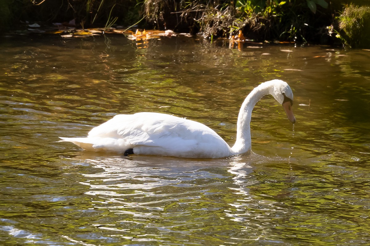 Mute Swan - John Carter