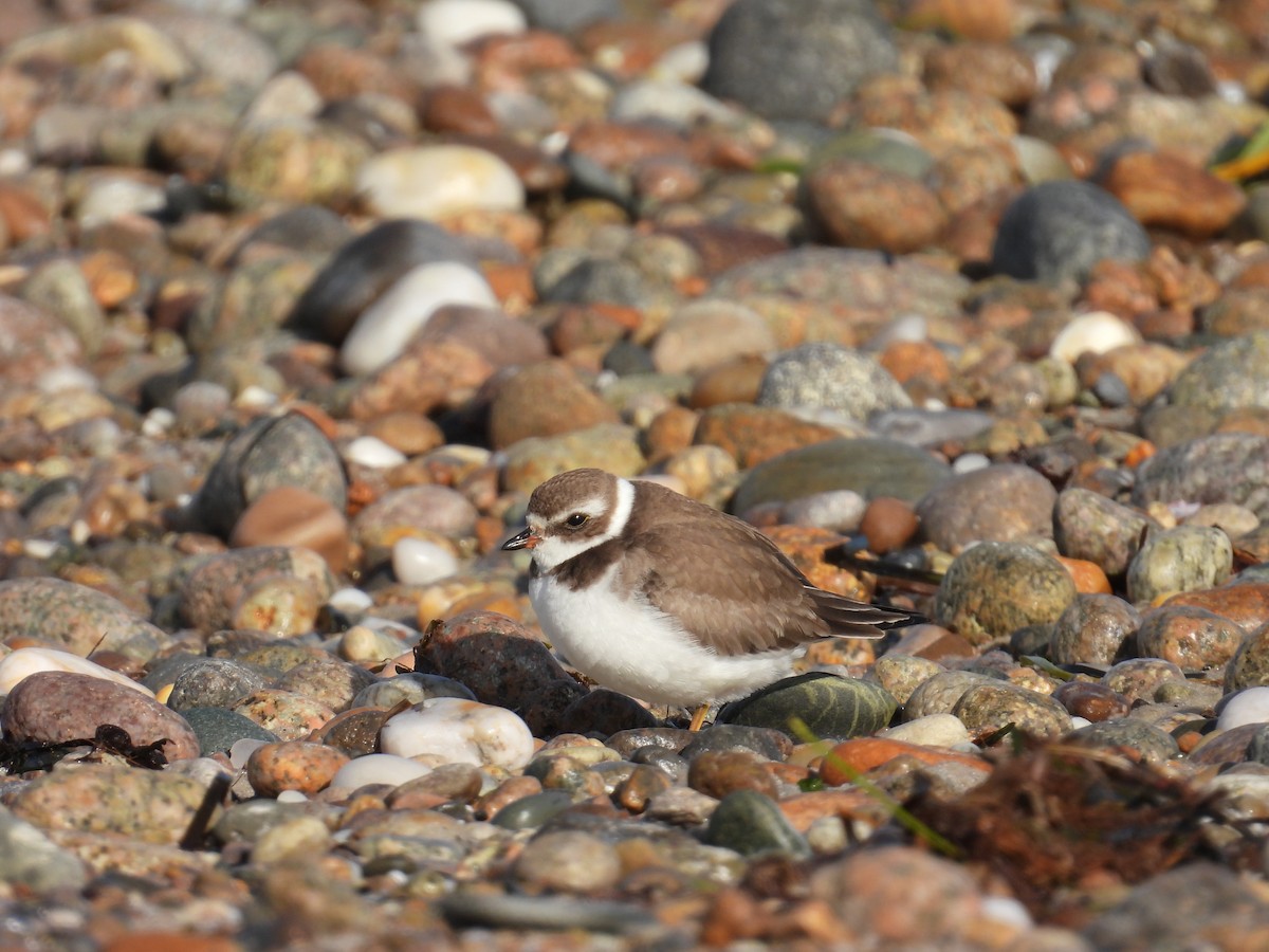 Semipalmated Plover - ML384663201