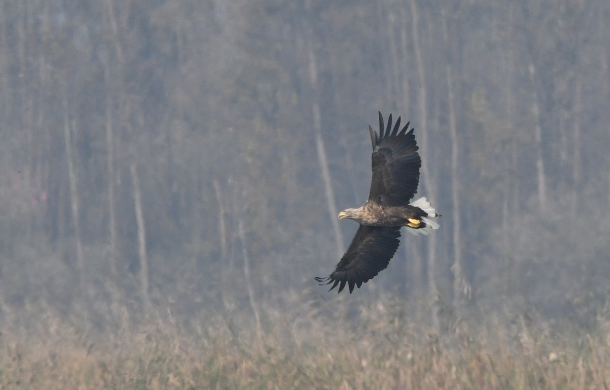 White-tailed Eagle - Reyan sofi