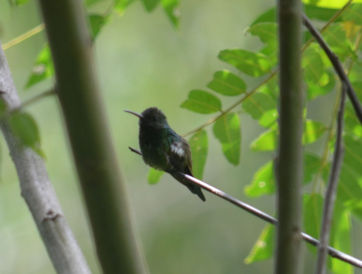 Violet-headed Hummingbird - Leonardo Duque