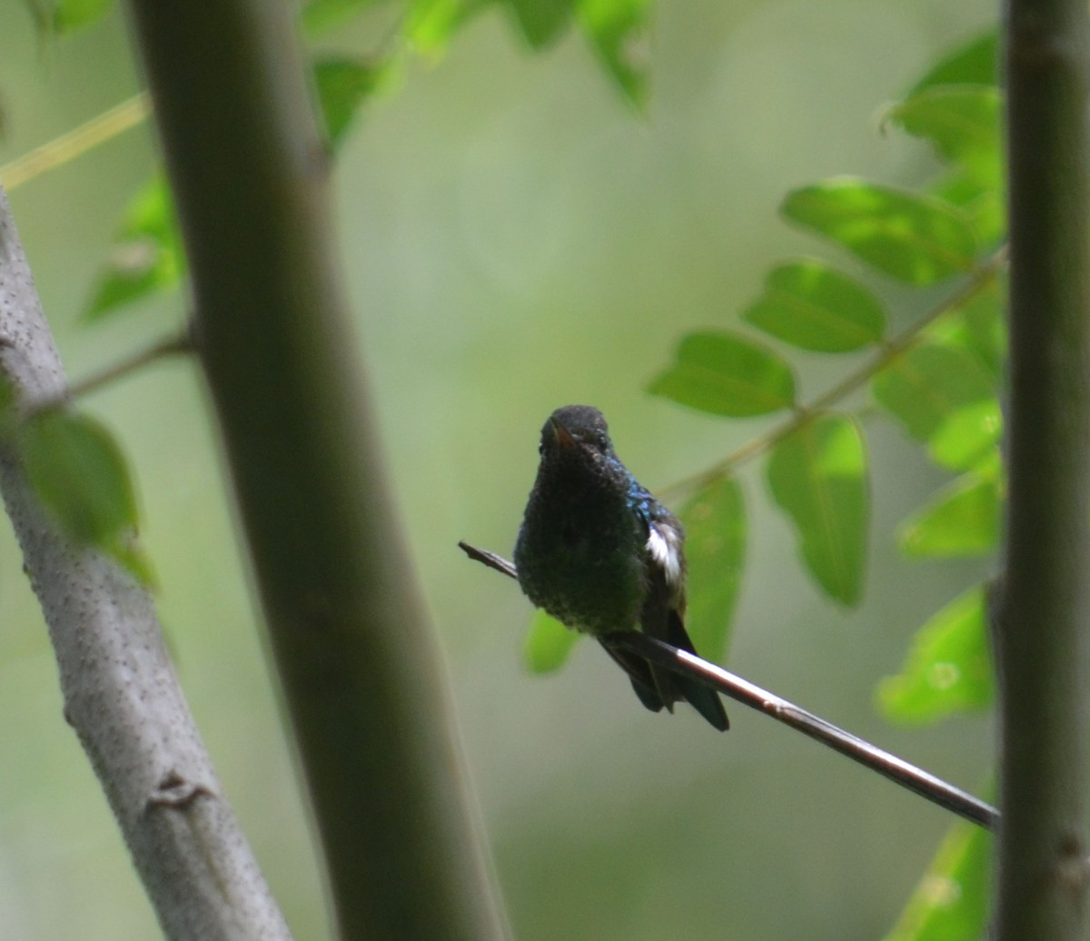 Violet-headed Hummingbird - Leonardo Duque