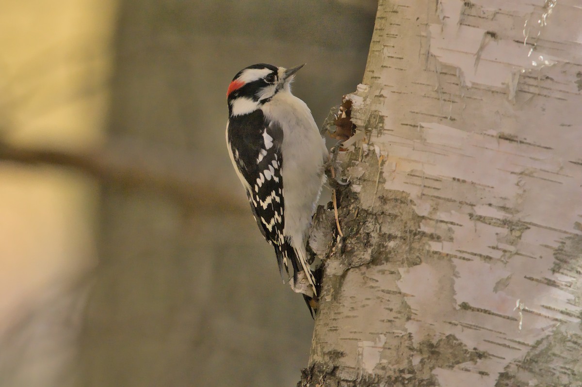 Downy Woodpecker - ML384664821