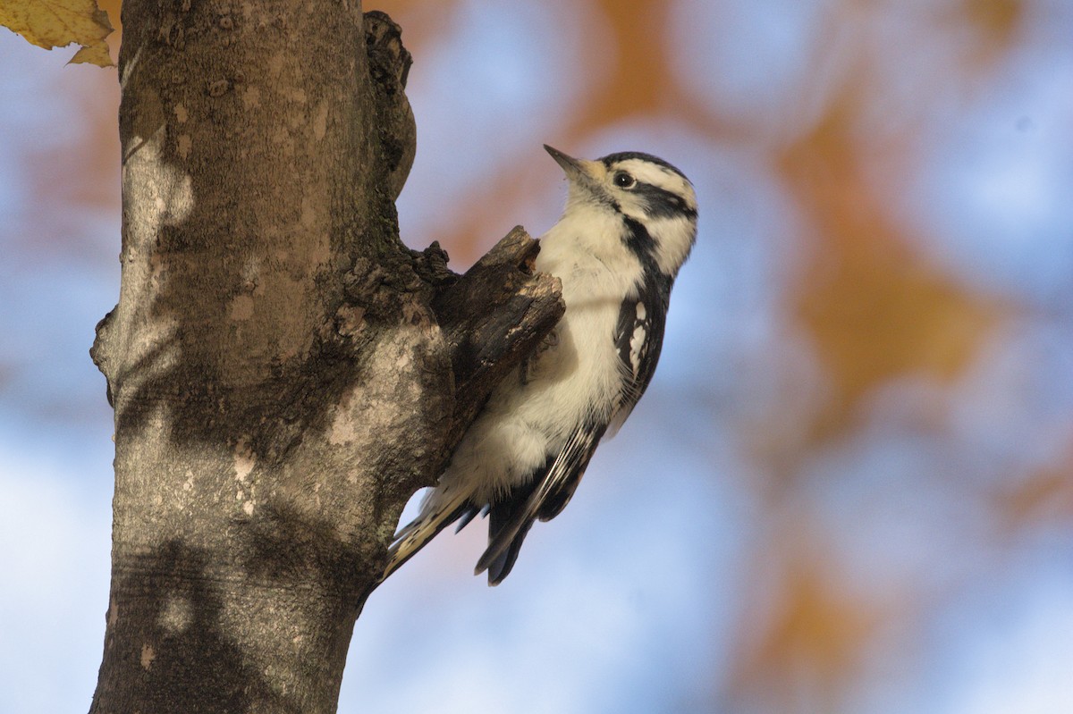 Downy Woodpecker - ML384664861