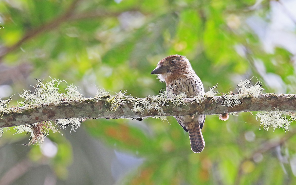 Western Striolated-Puffbird - ML384665211