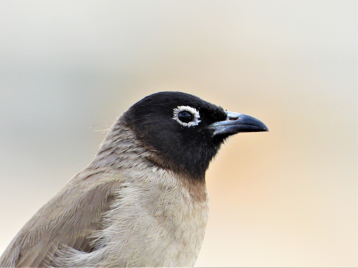 White-spectacled Bulbul - ML384666121