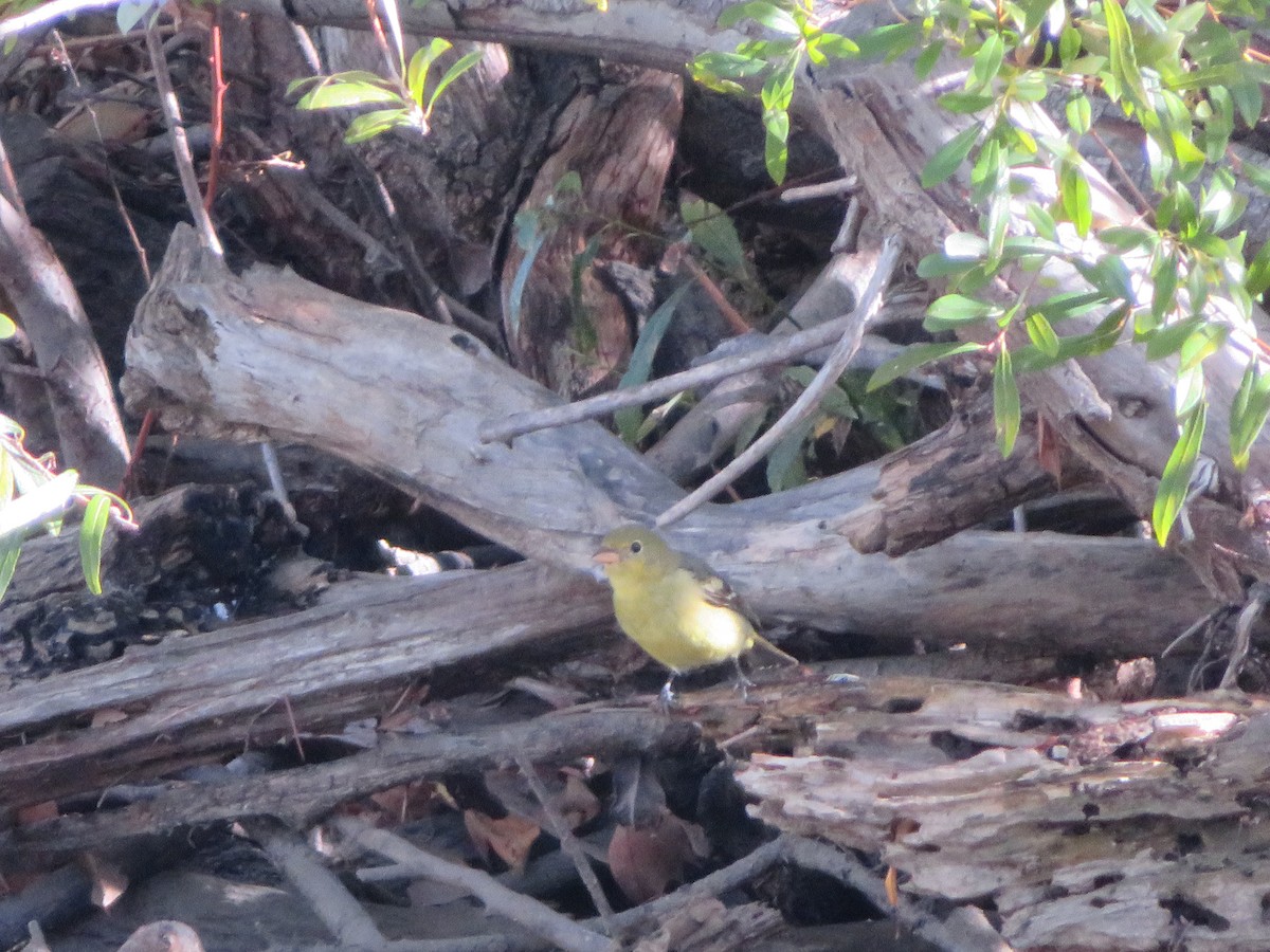 Western Tanager - ML384667821
