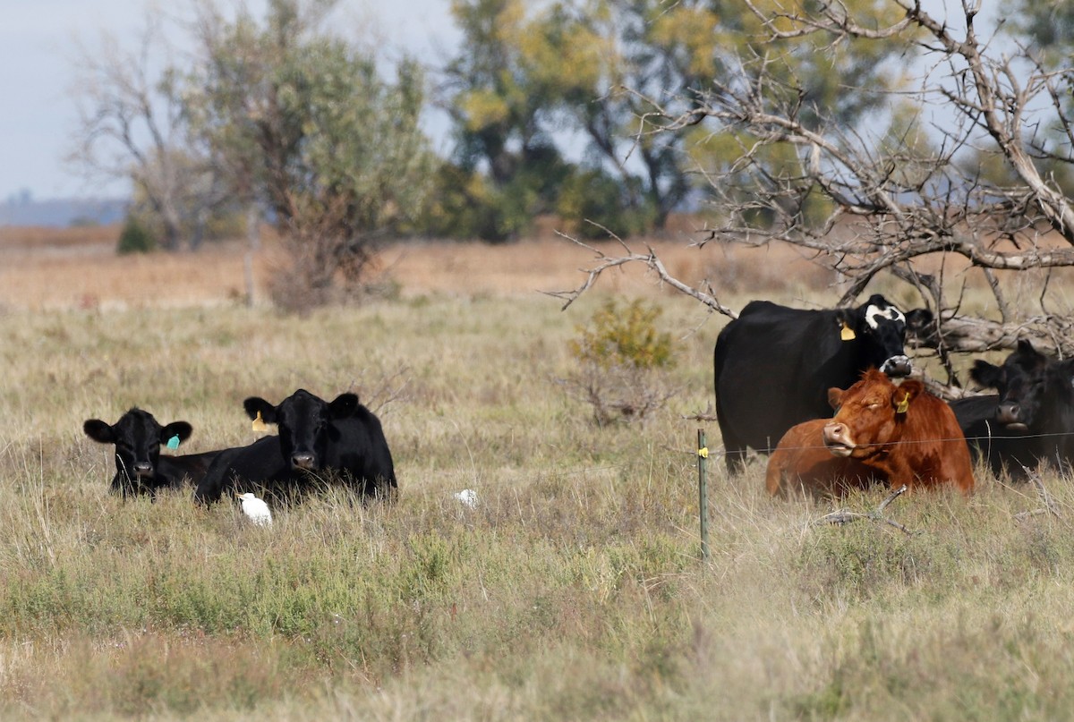 Western Cattle Egret - ML384668891