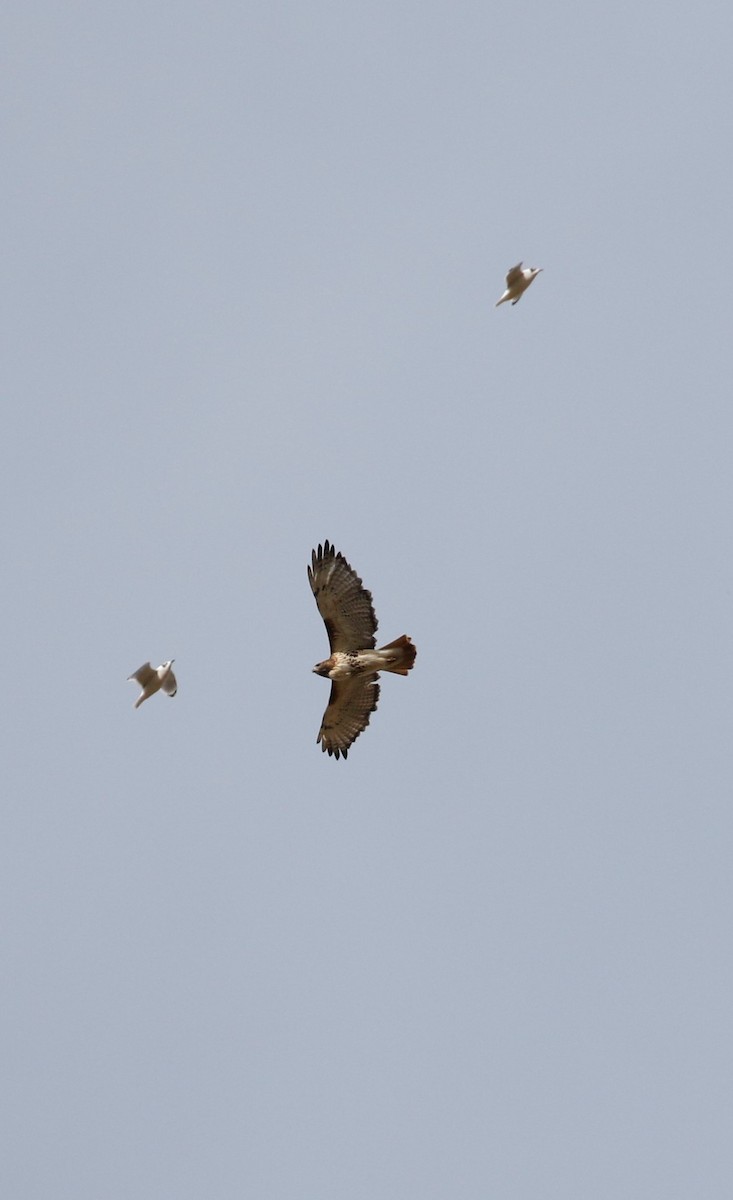 Red-tailed Hawk - ML384669051