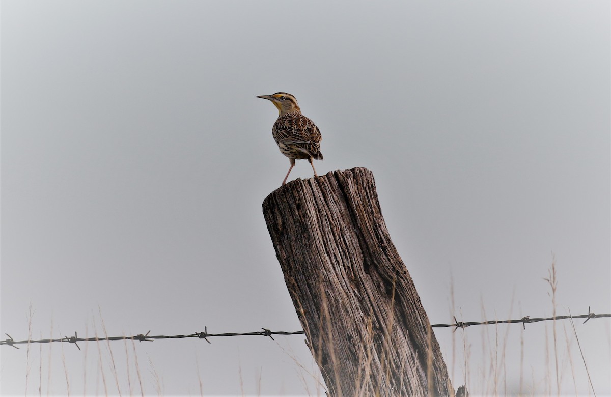 Western Meadowlark - Anne Ruben