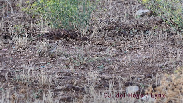 Eurasian Dotterel - ML384670001
