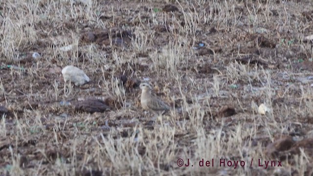 Eurasian Dotterel - ML384670011
