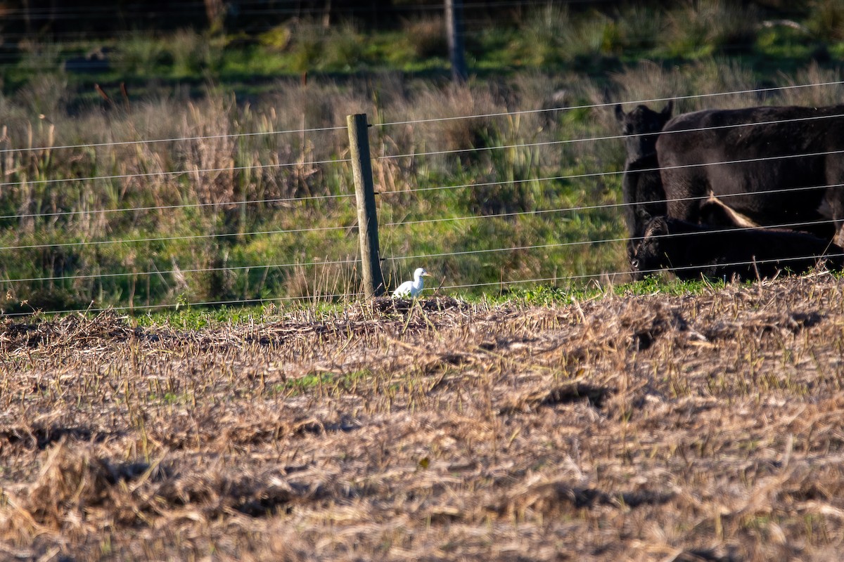 Western Cattle Egret - ML384670341